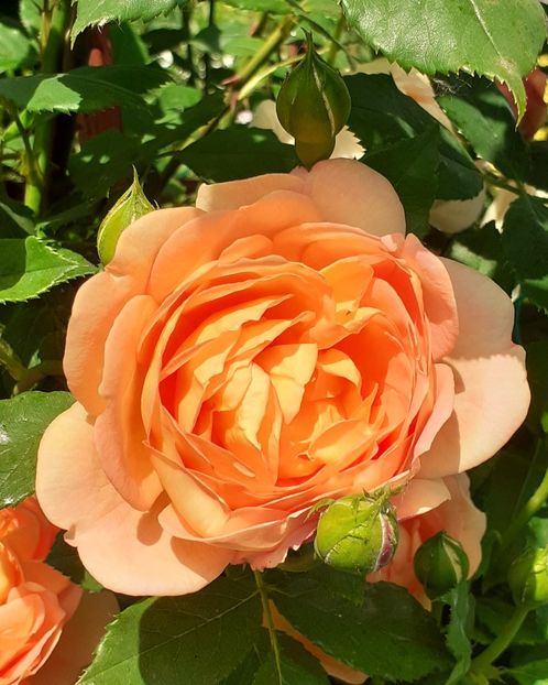  - Lady of Shallot 2021_ 2022