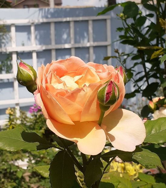  - Lady of Shallot 2021_ 2022