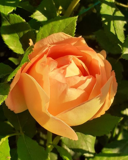  - Lady of Shallot 2021_ 2022