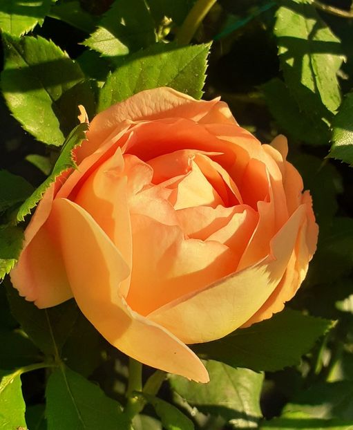  - Lady of Shallot 2021_ 2022