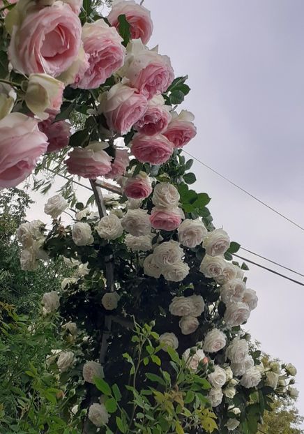  - 00 TRANDAFIRI 2022