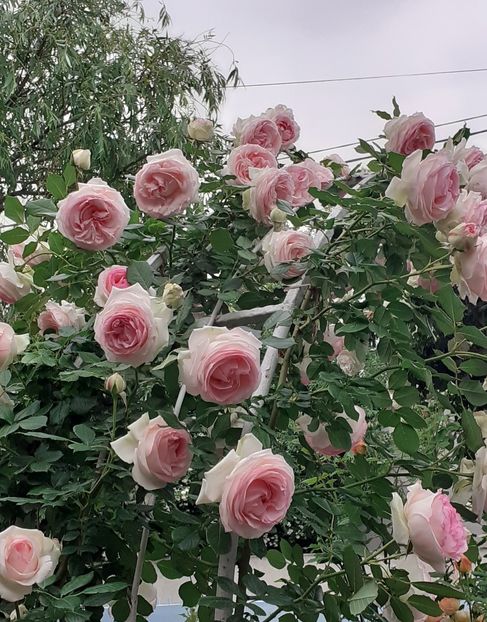  - 00 TRANDAFIRI 2022