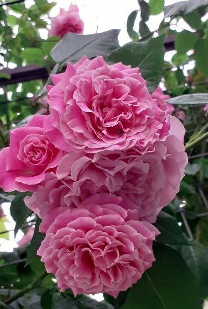  - 00 TRANDAFIRI 2022