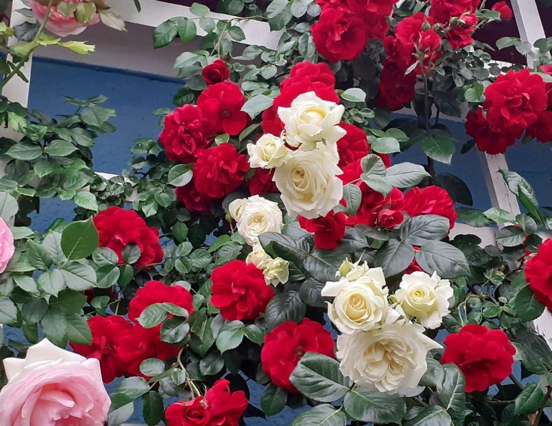  - 00 TRANDAFIRI 2022