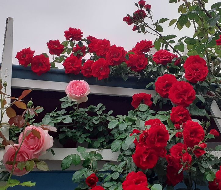  - 00 TRANDAFIRI 2022