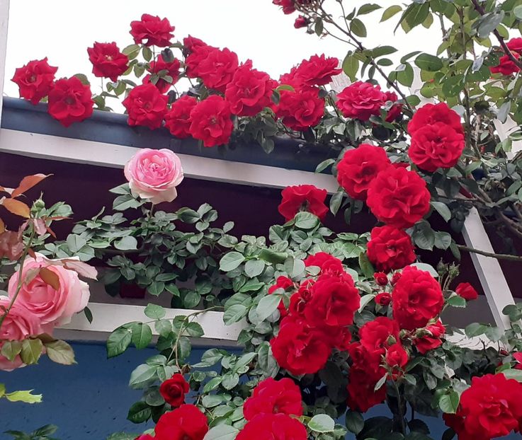  - 00 TRANDAFIRI 2022