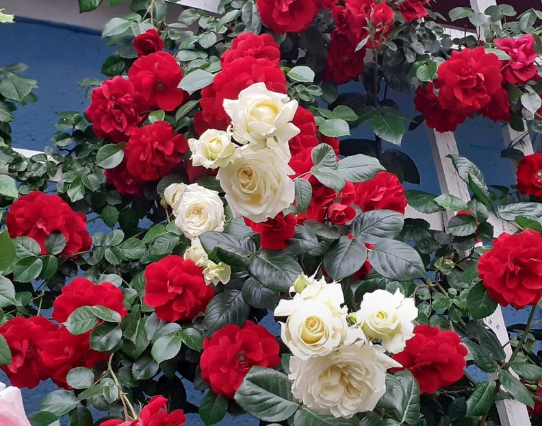  - 00 TRANDAFIRI 2022