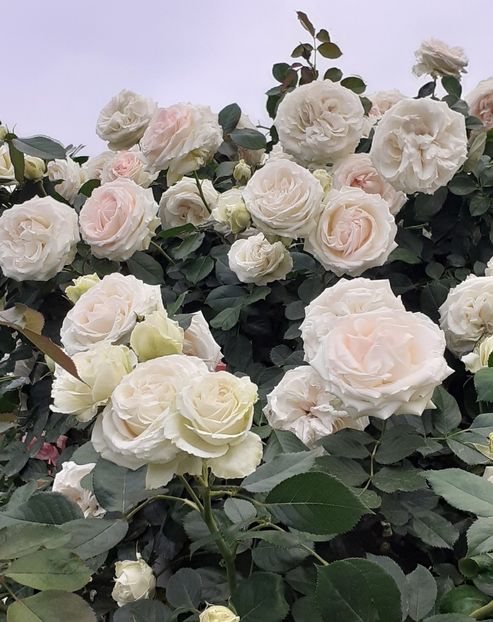  - 00 TRANDAFIRI 2022