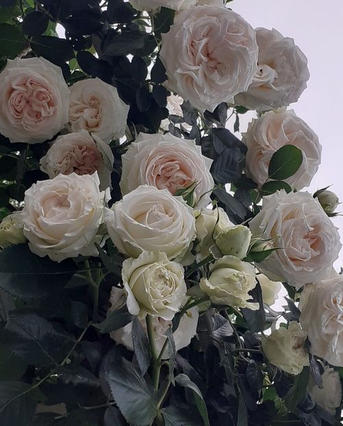  - 00 TRANDAFIRI 2022