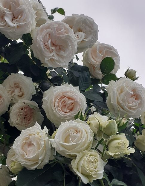  - 00 TRANDAFIRI 2022