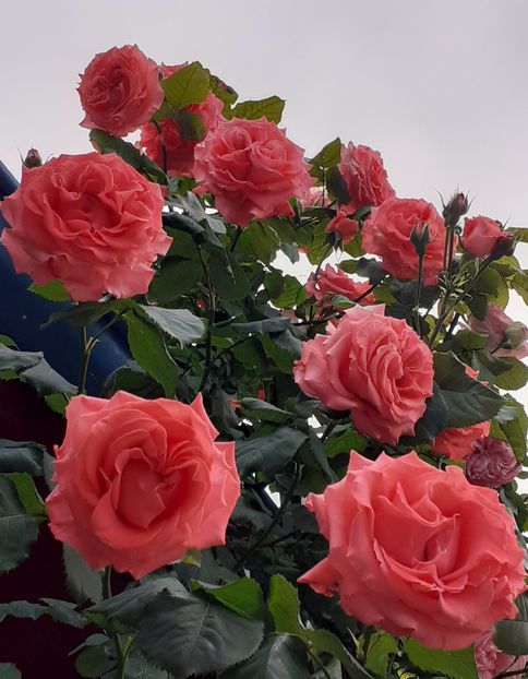  - 00 TRANDAFIRI 2022