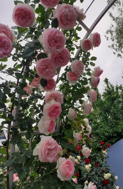  - 00 TRANDAFIRI 2022