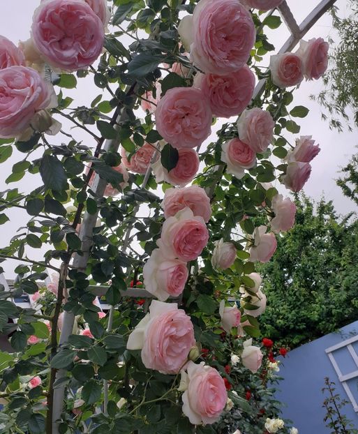  - 00 TRANDAFIRI 2022