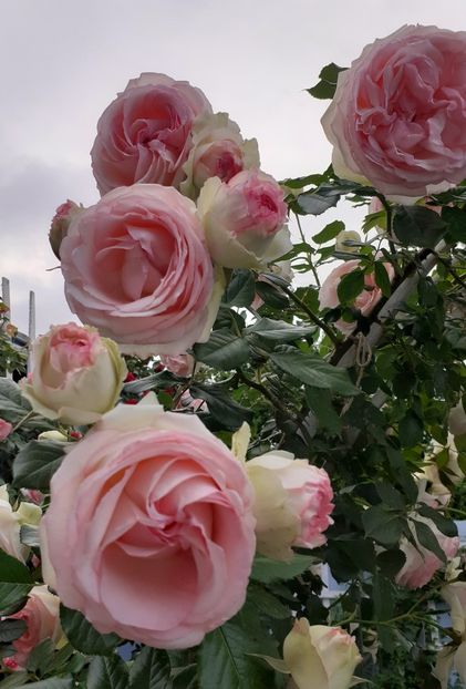  - 00 TRANDAFIRI 2022