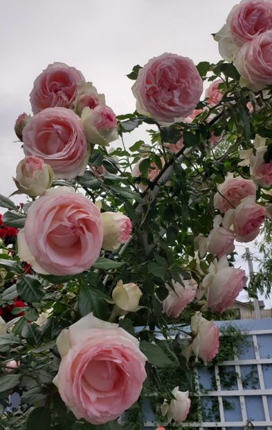  - 00 TRANDAFIRI 2022