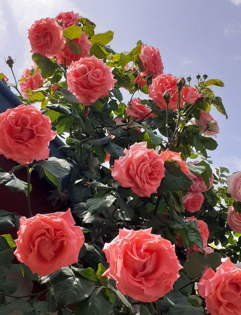  - 00 TRANDAFIRI 2022