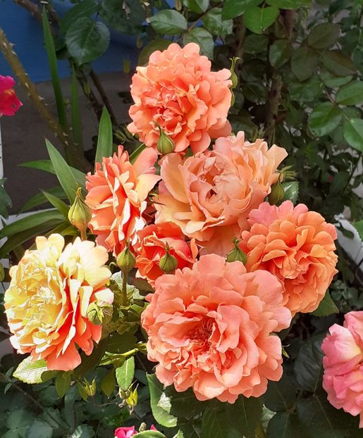  - 00 TRANDAFIRI 2022