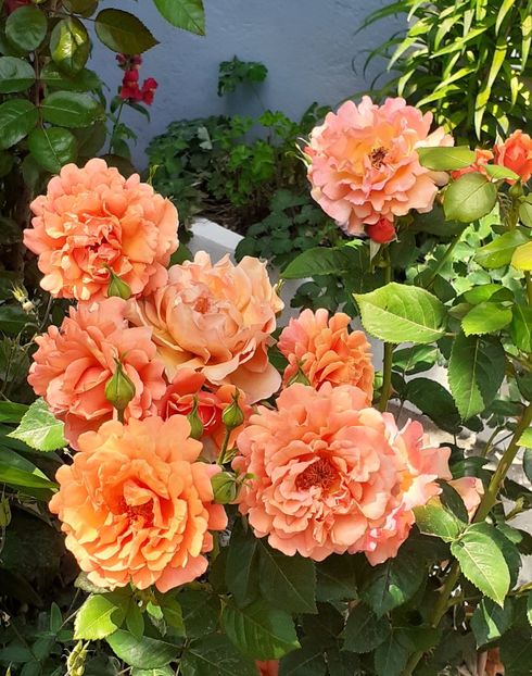  - 00 TRANDAFIRI 2022