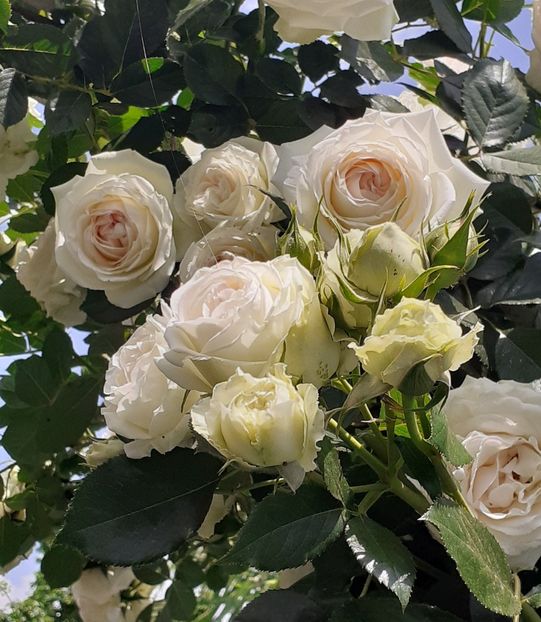  - 00 TRANDAFIRI 2022