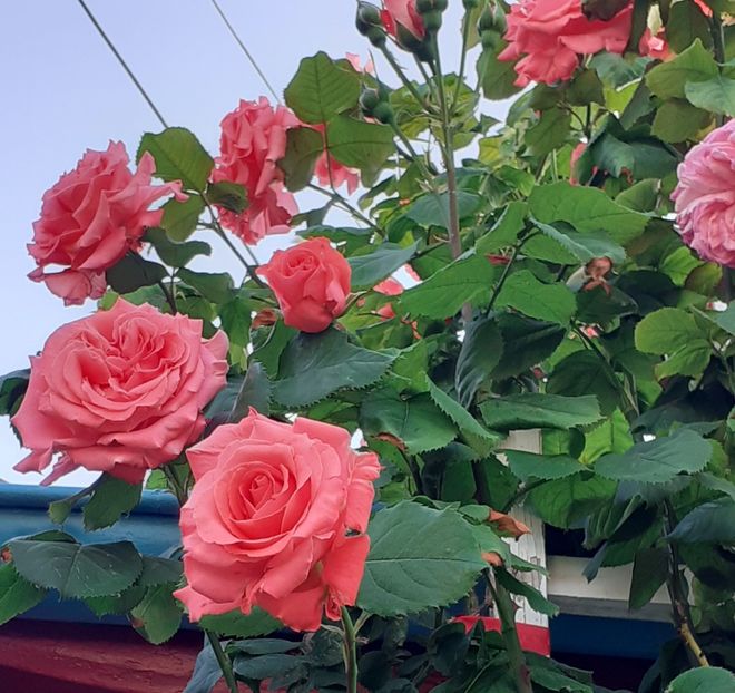  - 00 TRANDAFIRI 2022