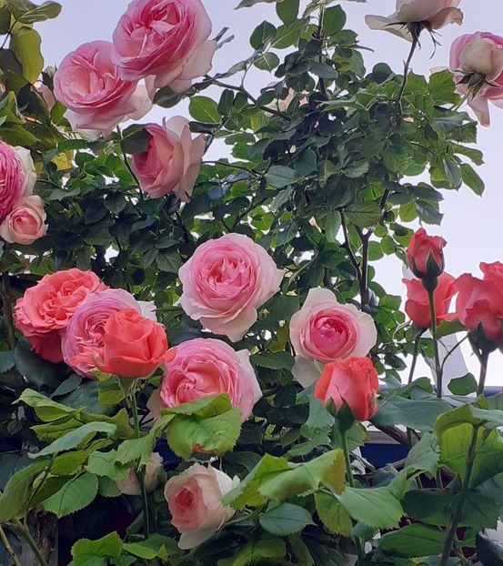  - 00 TRANDAFIRI 2022