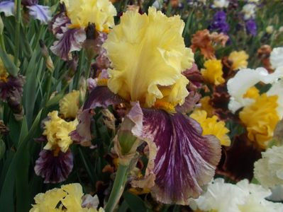 T-z-r8,6-cat call-20 - IRISI INALTI SI MEDII DISPONIBILI IN-2023 capitol 1