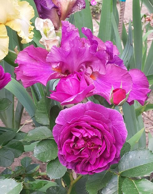  - Minerva 2021 - 2022