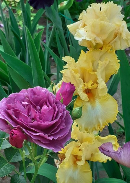  - Minerva 2021 - 2022