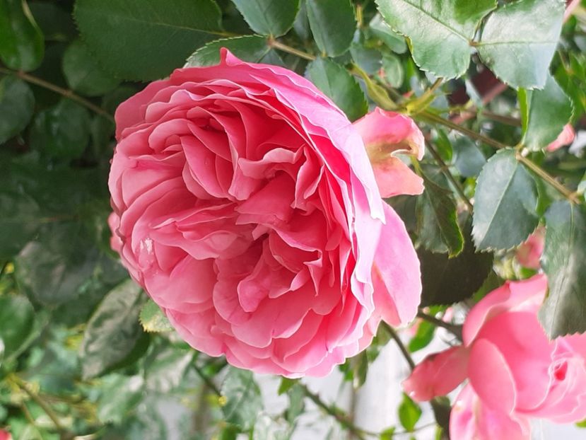 - Pink Leonardo 2021 - 2022 - 2023