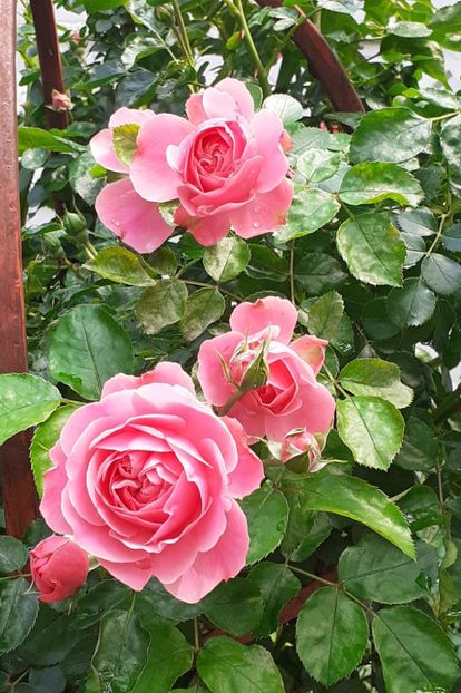  - Pink Leonardo 2021 - 2022 - 2023