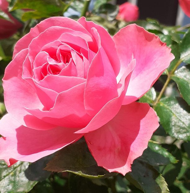  - Pink Leonardo 2021 - 2022 - 2023