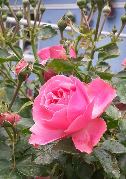  - Pink Leonardo 2021 - 2022 - 2023
