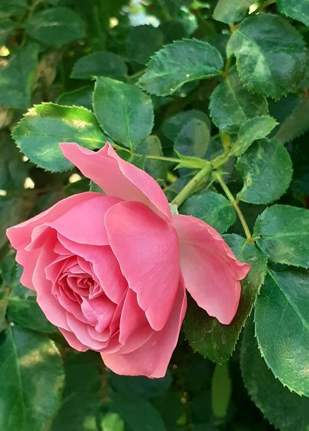  - Pink Leonardo 2021 - 2022 - 2023
