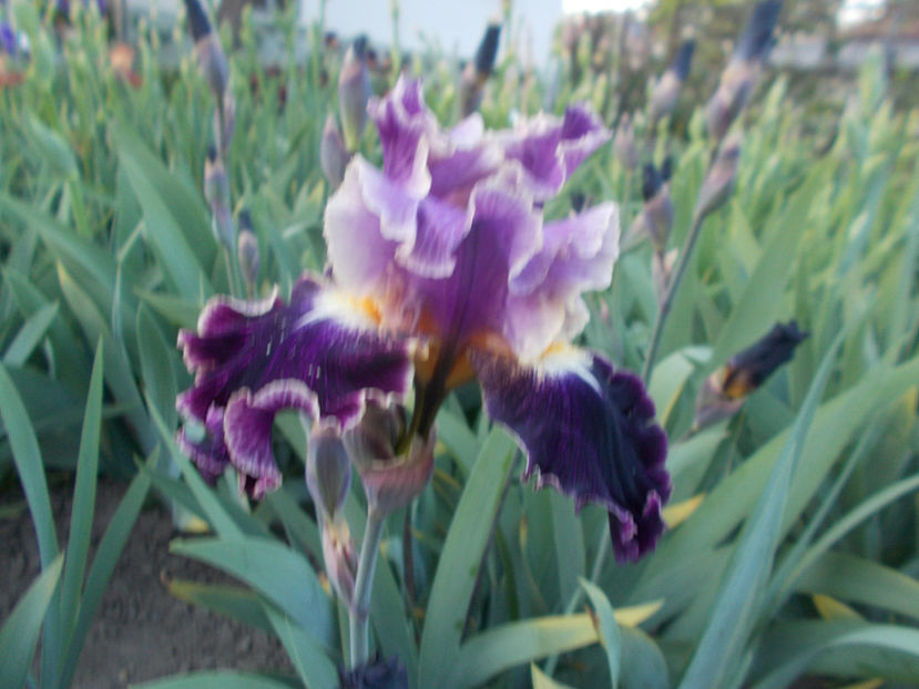 T-z-r9,6-dialect-15 - IRISI INALTI SI MEDII DISPONIBILI IN-2023 capitol 1