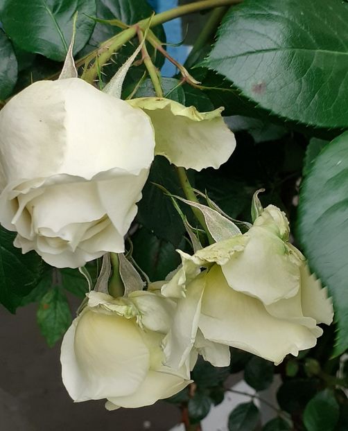  - 00 TRANDAFIRI 2022