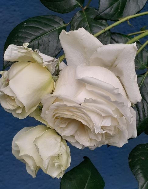  - 00 TRANDAFIRI 2022