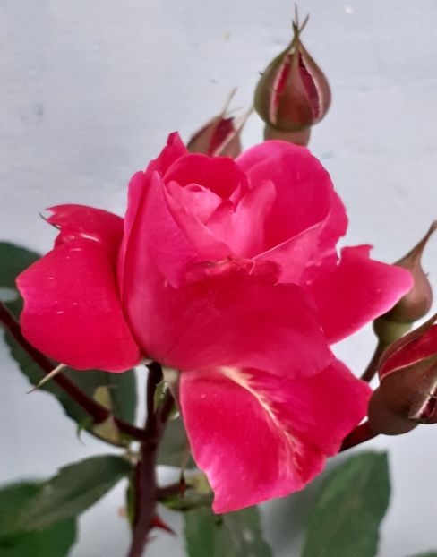  - 00 TRANDAFIRI 2022