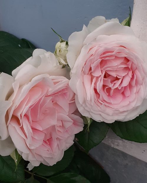  - 00 TRANDAFIRI 2022