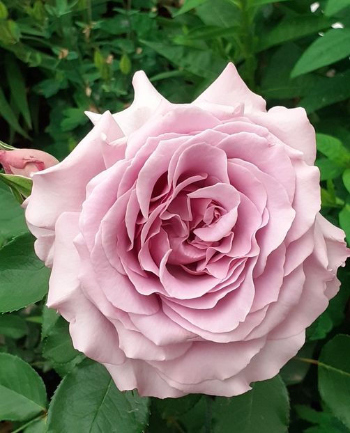  - 00 TRANDAFIRI 2022