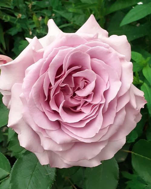  - 00 TRANDAFIRI 2022