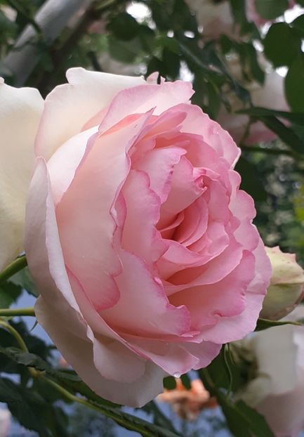  - 00 TRANDAFIRI 2022