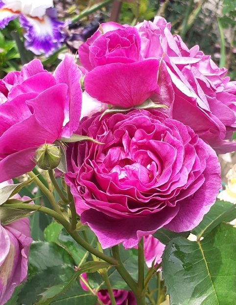  - 00 TRANDAFIRI 2022