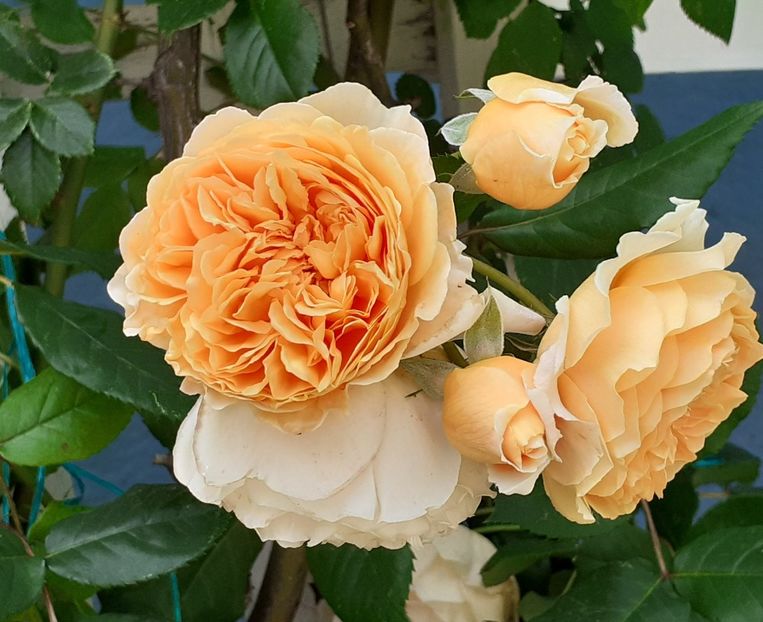  - 00 TRANDAFIRI 2022