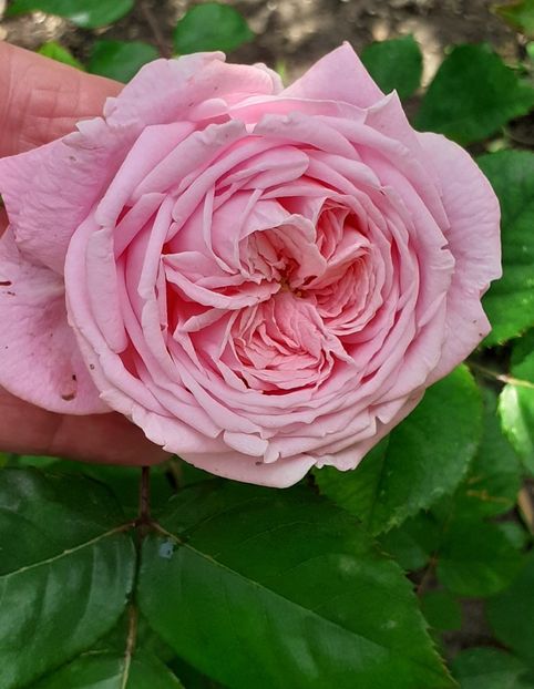  - 00 TRANDAFIRI 2022