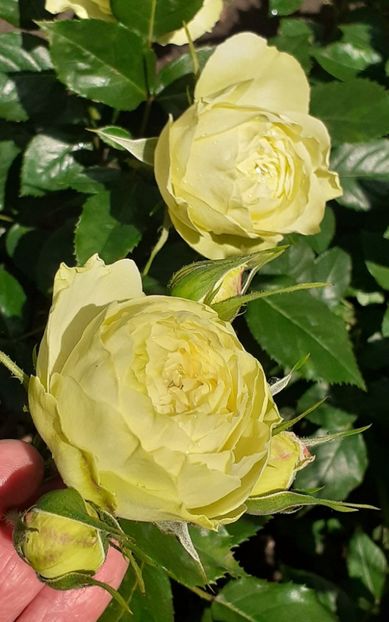  - 00 TRANDAFIRI 2022