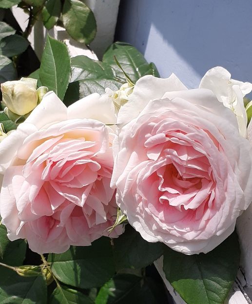  - 00 TRANDAFIRI 2022