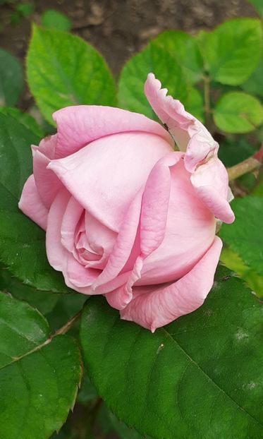  - 00 TRANDAFIRI 2022