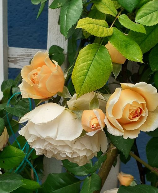  - 00 TRANDAFIRI 2022