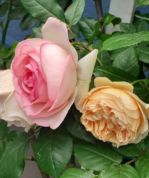  - 00 TRANDAFIRI 2022