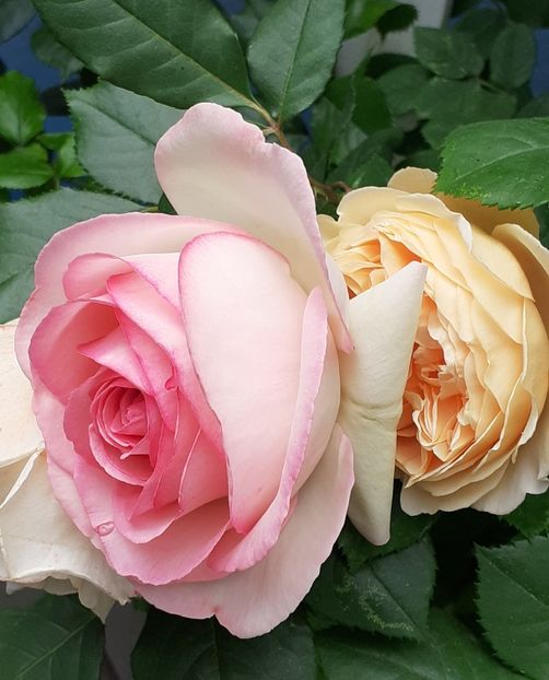  - 00 TRANDAFIRI 2022